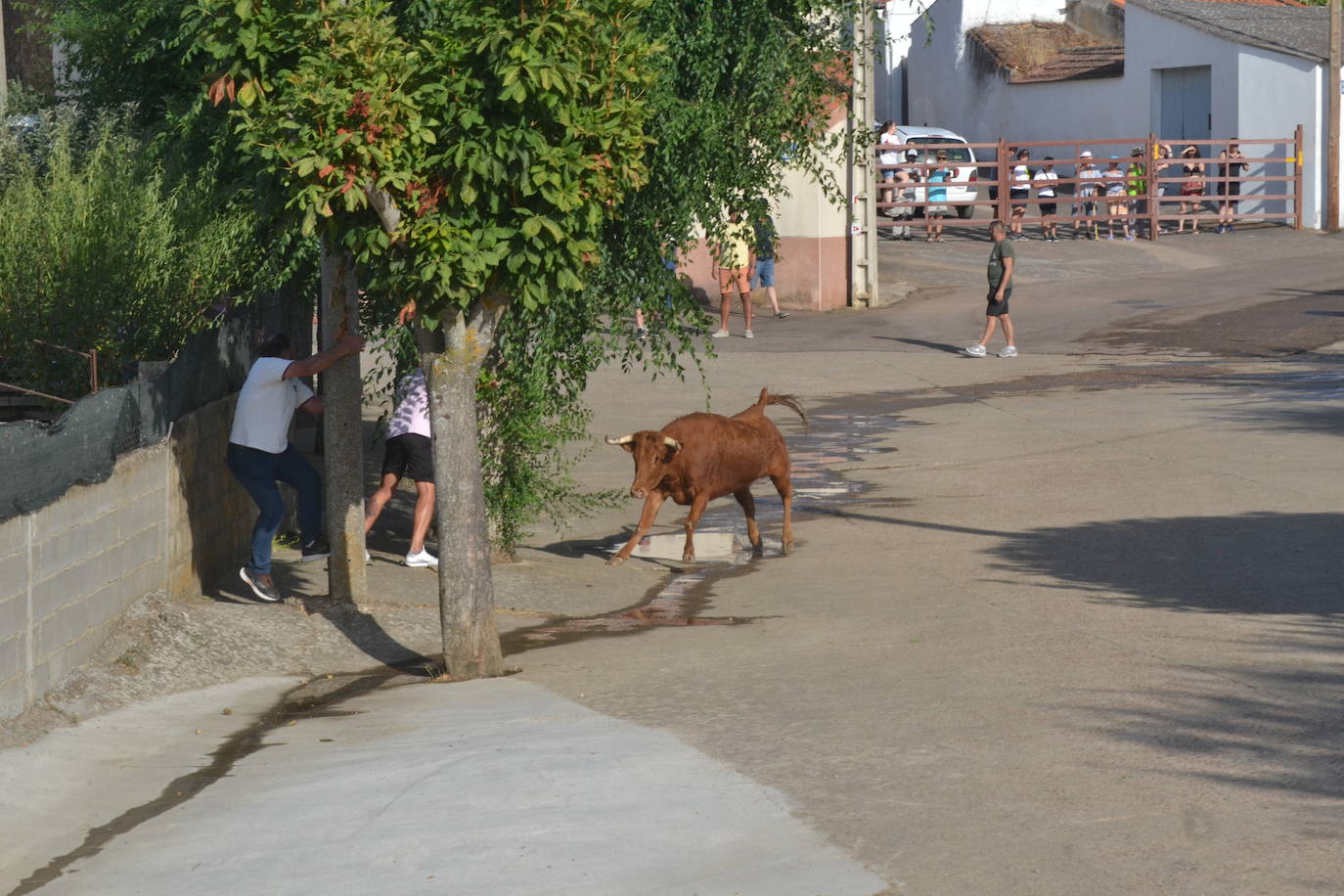 Divertido encierro en Saelices el Chico