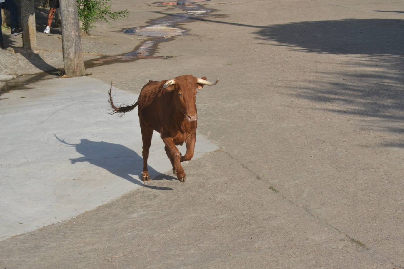 Divertido encierro en Saelices el Chico