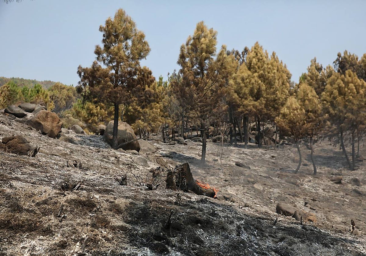 Imagen del incendio en Las Navas del Marqués.