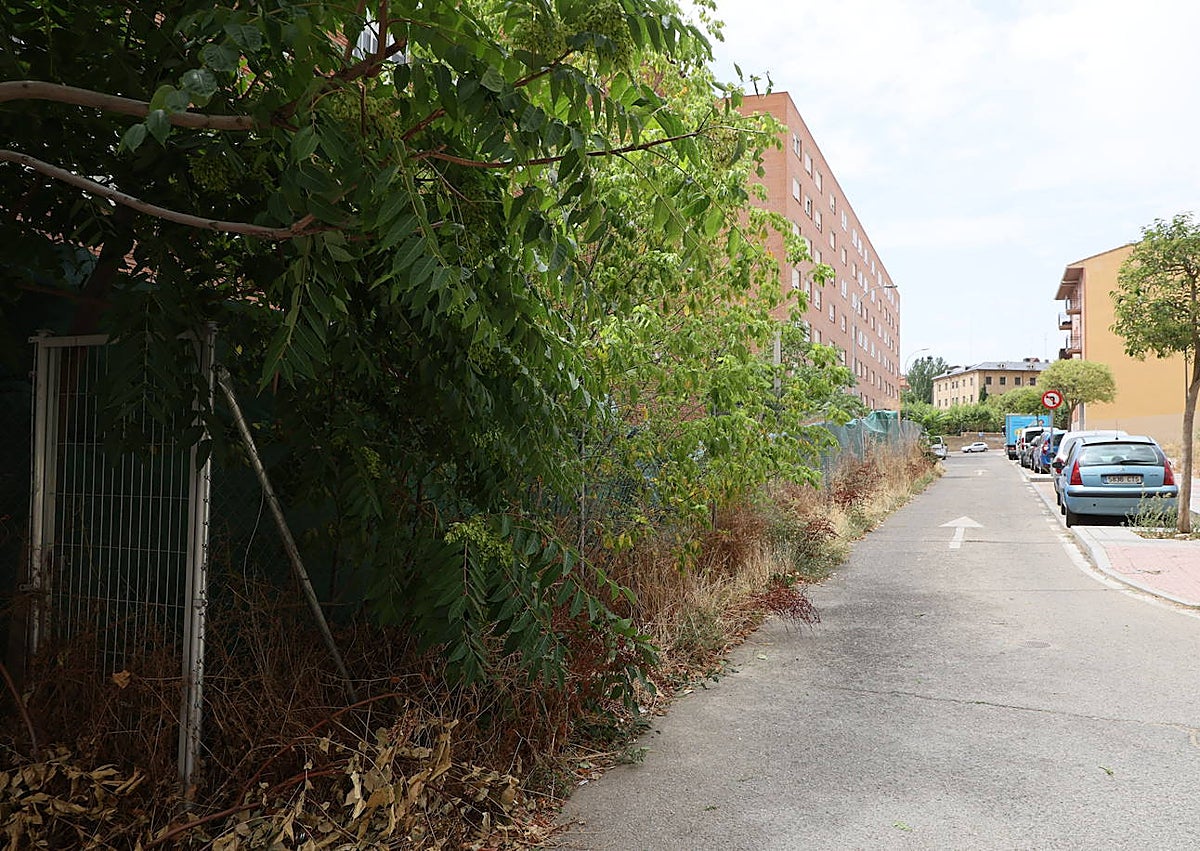 Imagen secundaria 1 - Preocupación en los barrios por solares abandonados y secos en plena temporada de incendios