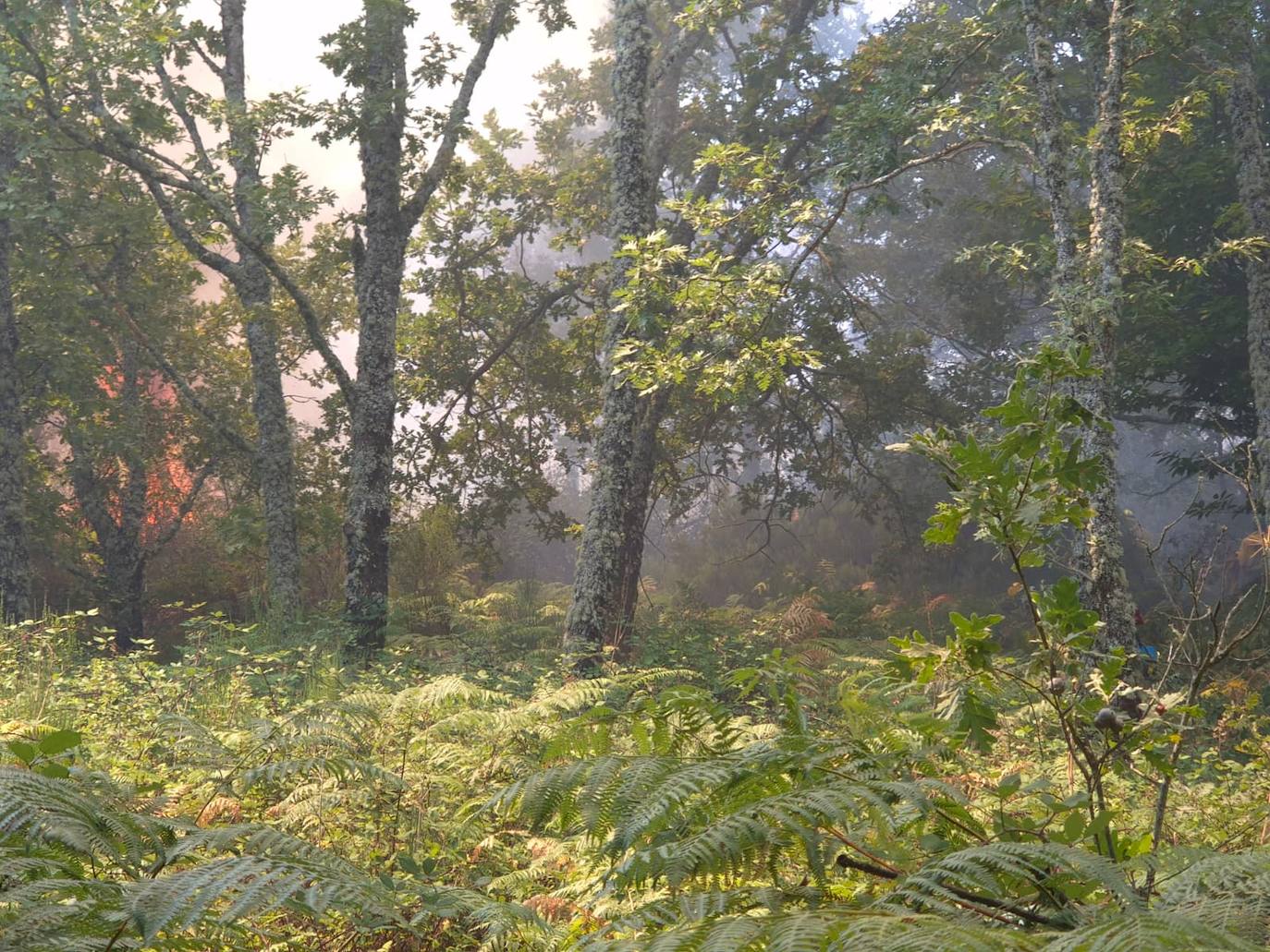 Así están siendo las labores de extinción del terrible incendio de La Alberca