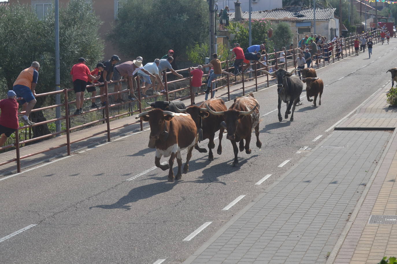 Rápido encierro en Villarino de los Aires