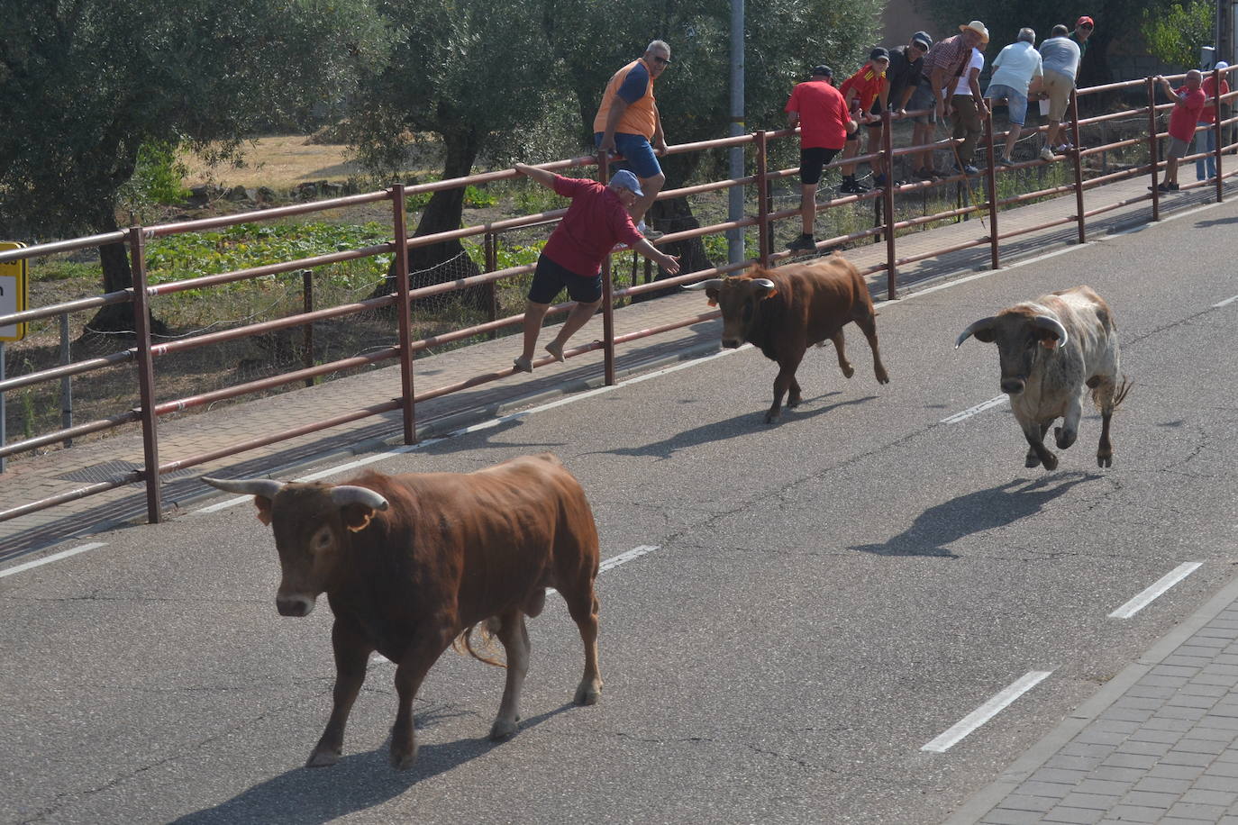 Rápido encierro en Villarino de los Aires