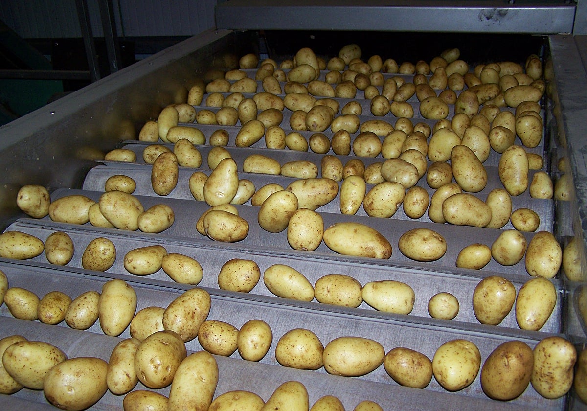 Patata, en una cinta.