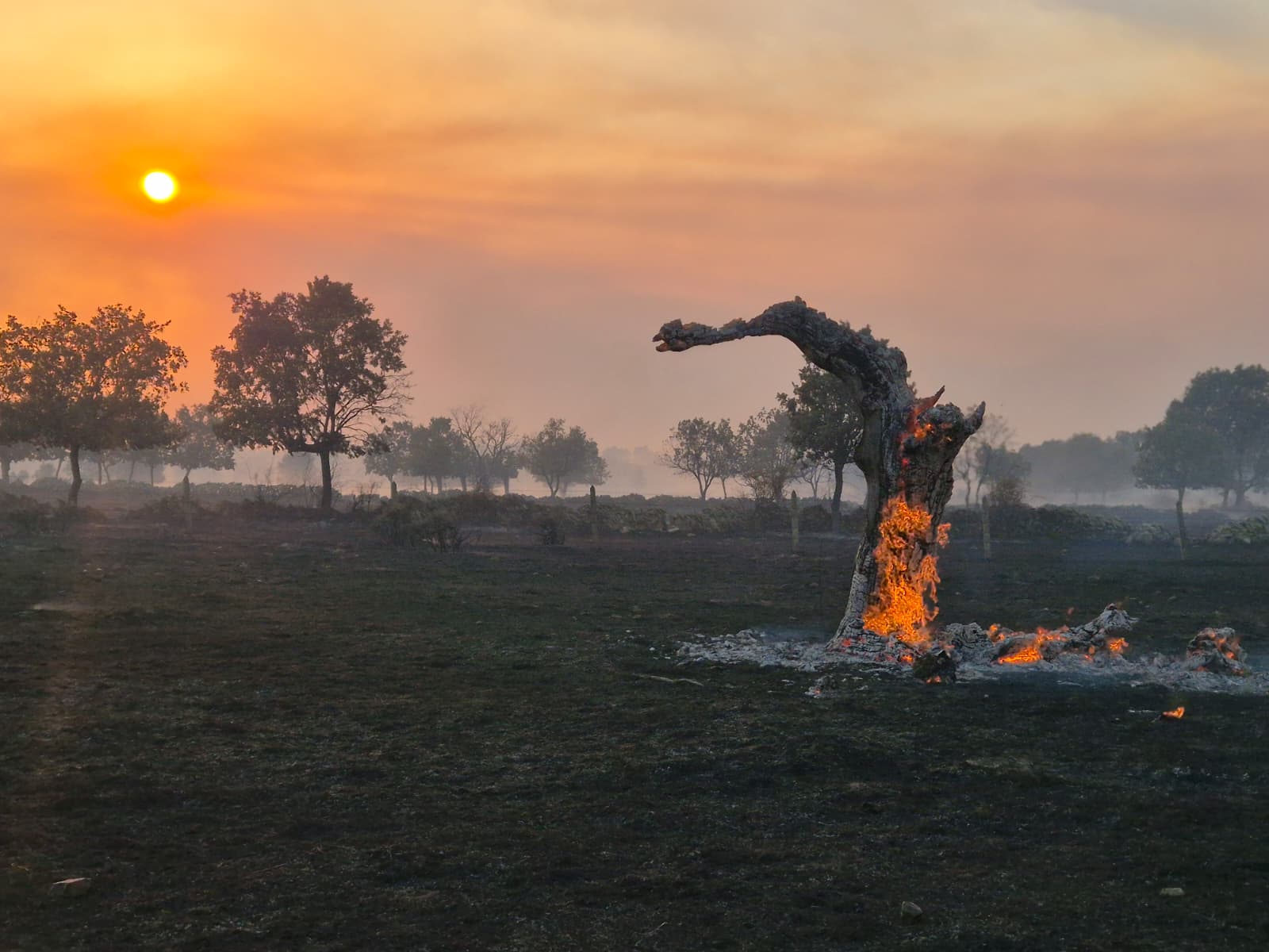 Los incendios de la provincia de este sábado, en imágenes