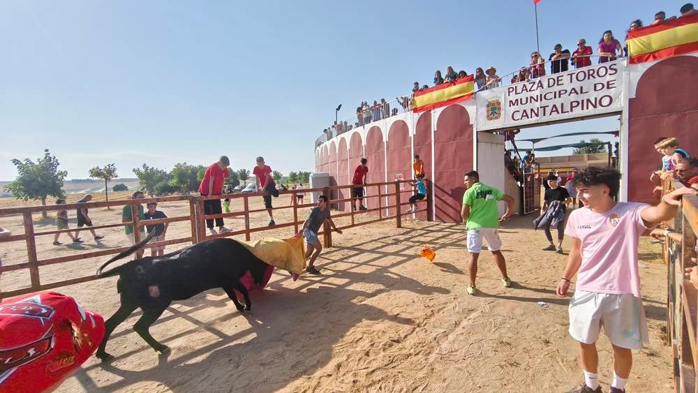 El festejo taurino vuelve a llenar de afición las calles de Cantalpino
