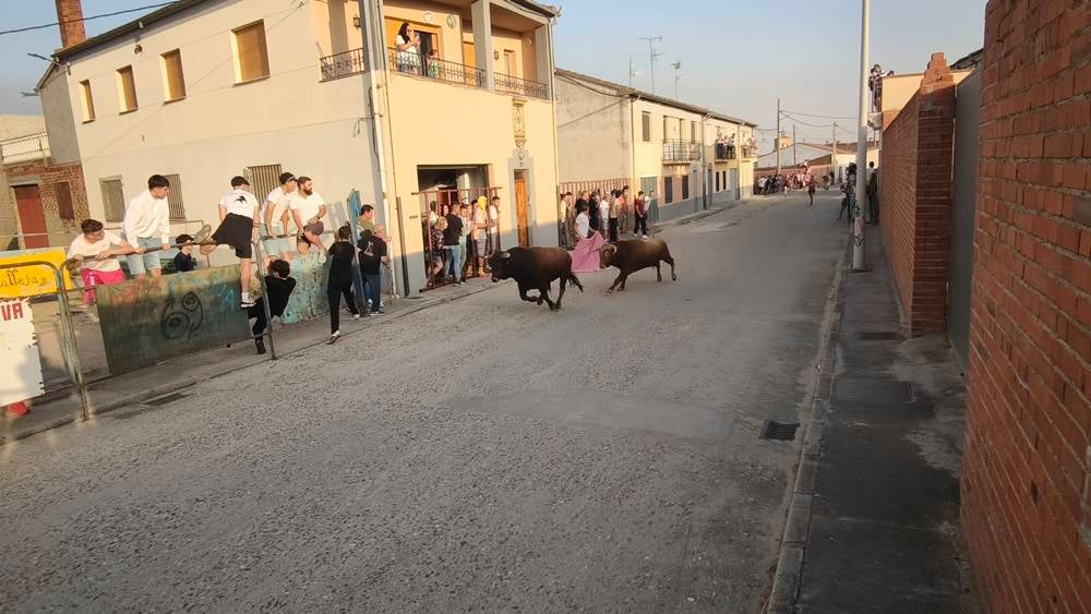 Primer encierro tradicional por las calles de Macotera