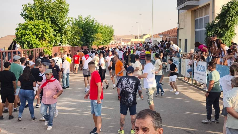 Primer encierro tradicional por las calles de Macotera
