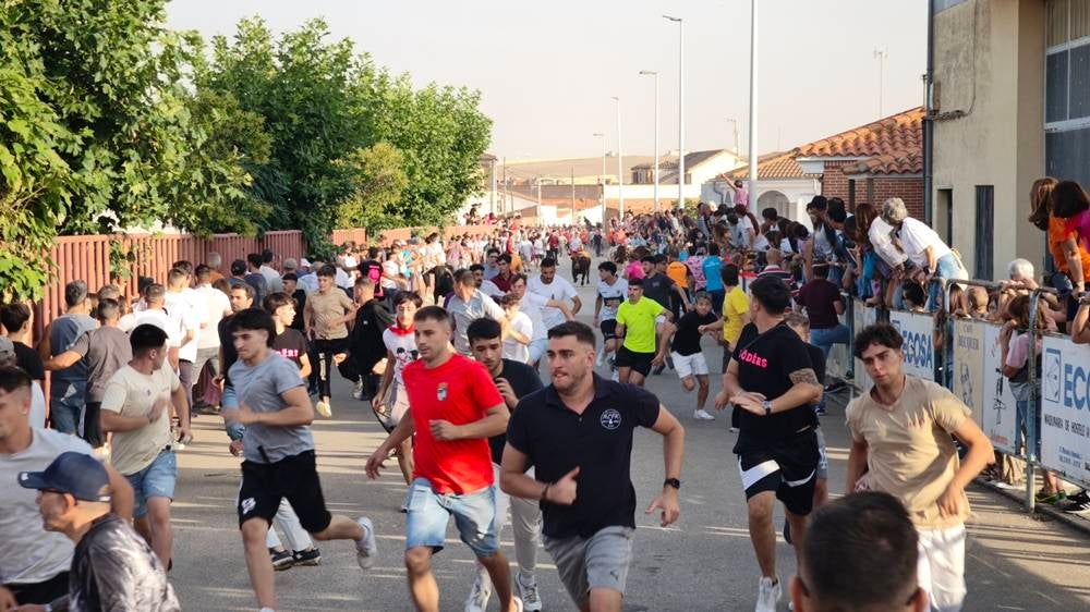 Primer encierro tradicional por las calles de Macotera