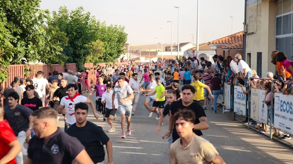 Primer encierro tradicional por las calles de Macotera