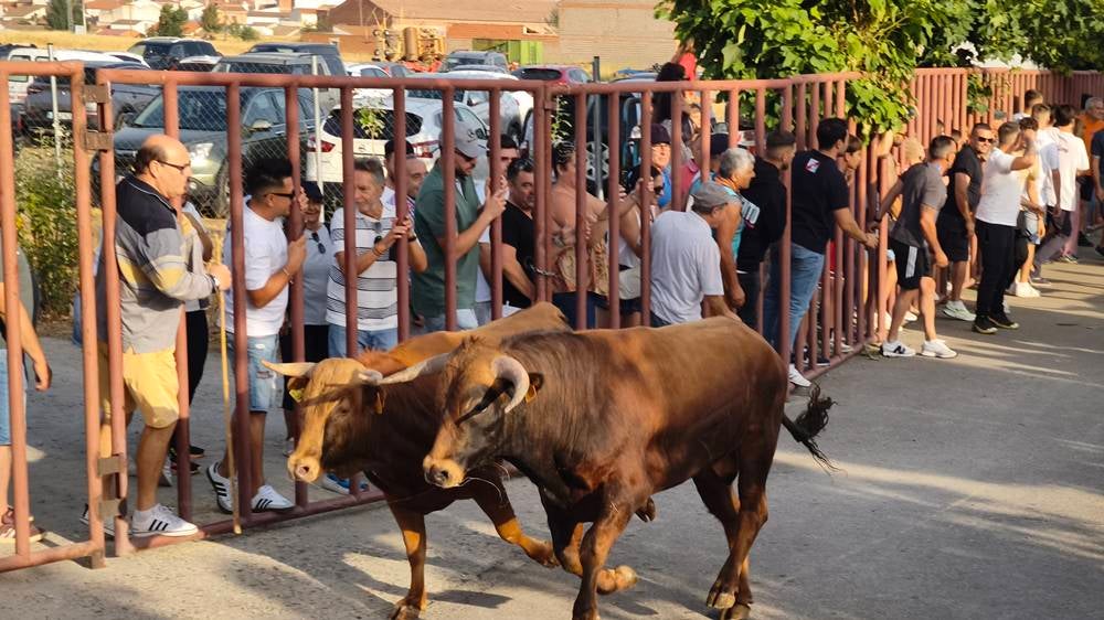 Primer encierro tradicional por las calles de Macotera