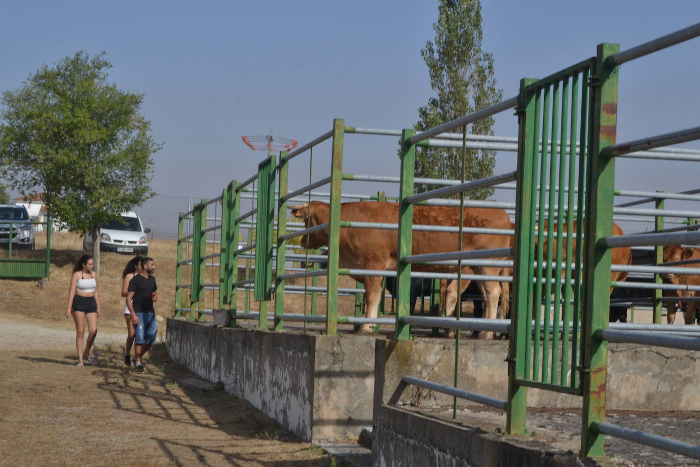Regresa la tradición ganadera a Vitigudino