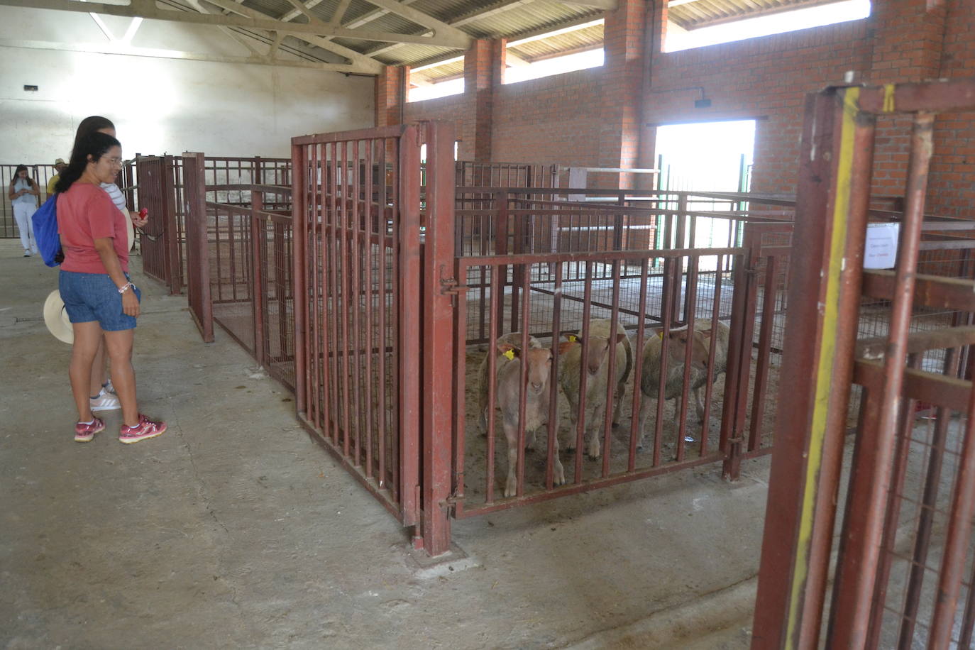 Regresa la tradición ganadera a Vitigudino