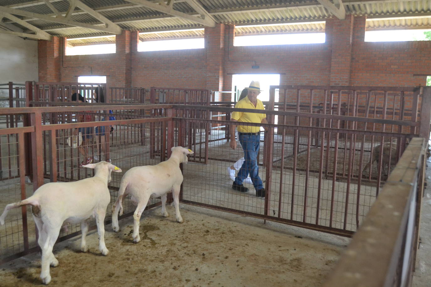 Regresa la tradición ganadera a Vitigudino
