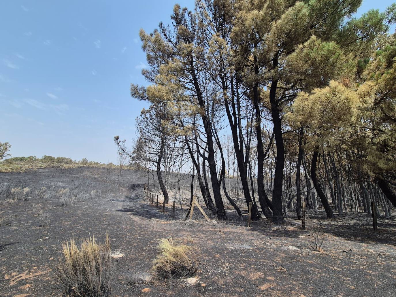 Imagen principal - Imagen de parte de la superficie calcinada por el incendio declarado en El Payo.