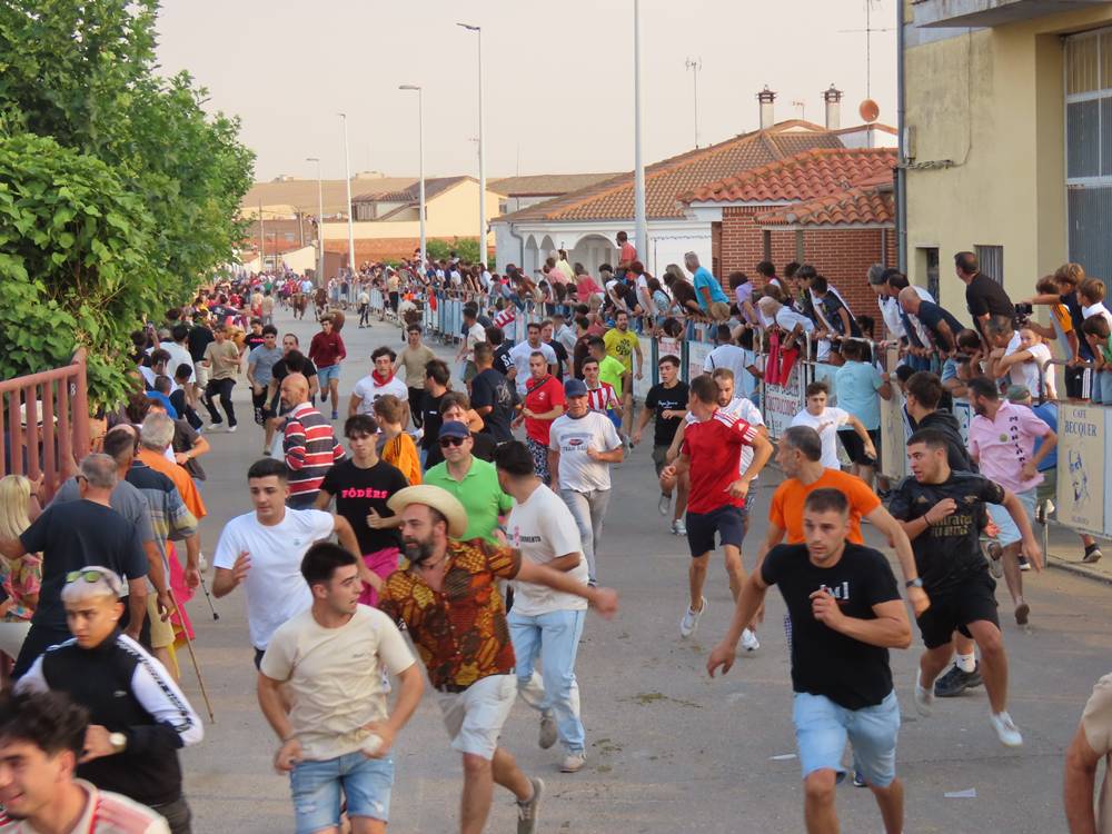 Multitudinario segundo encierro en Macotera