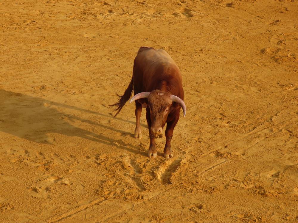 Multitudinario segundo encierro en Macotera