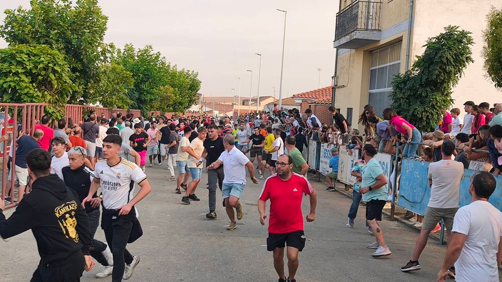 Multitudinario segundo encierro en Macotera