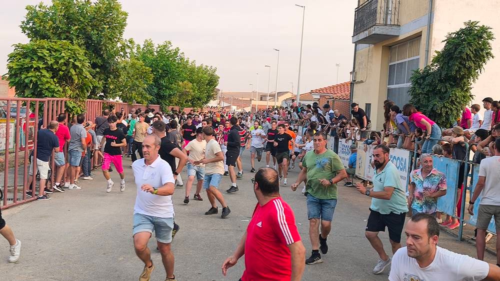 Multitudinario segundo encierro en Macotera