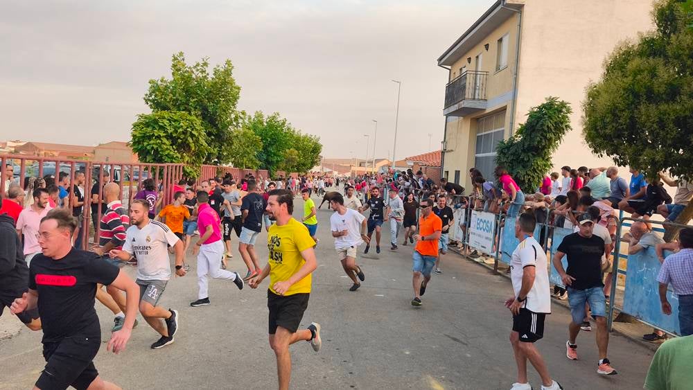 Multitudinario segundo encierro en Macotera