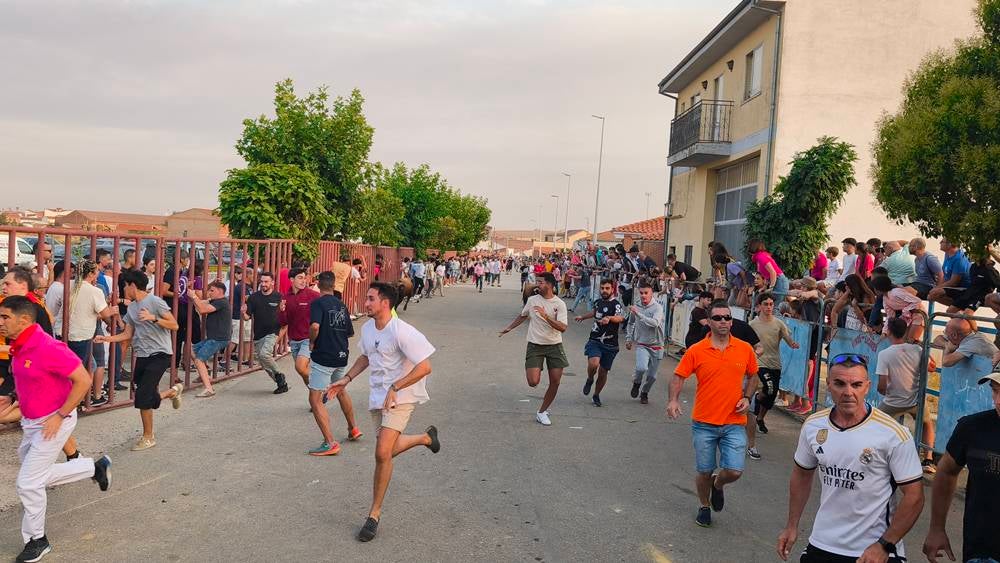Multitudinario segundo encierro en Macotera
