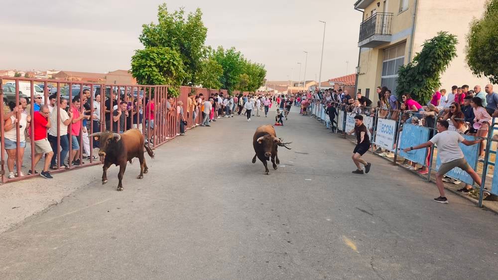 Multitudinario segundo encierro en Macotera