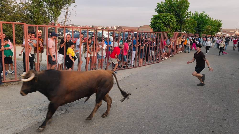 Multitudinario segundo encierro en Macotera