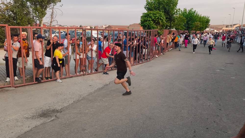 Multitudinario segundo encierro en Macotera