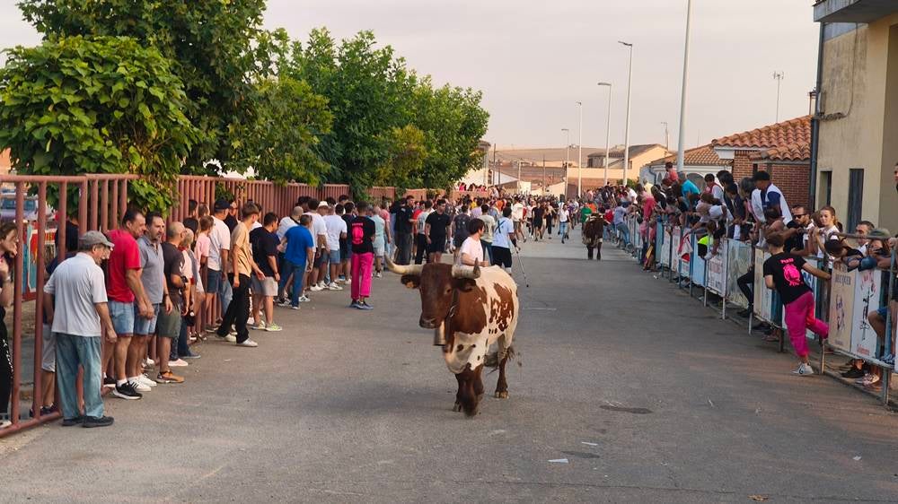 Multitudinario segundo encierro en Macotera