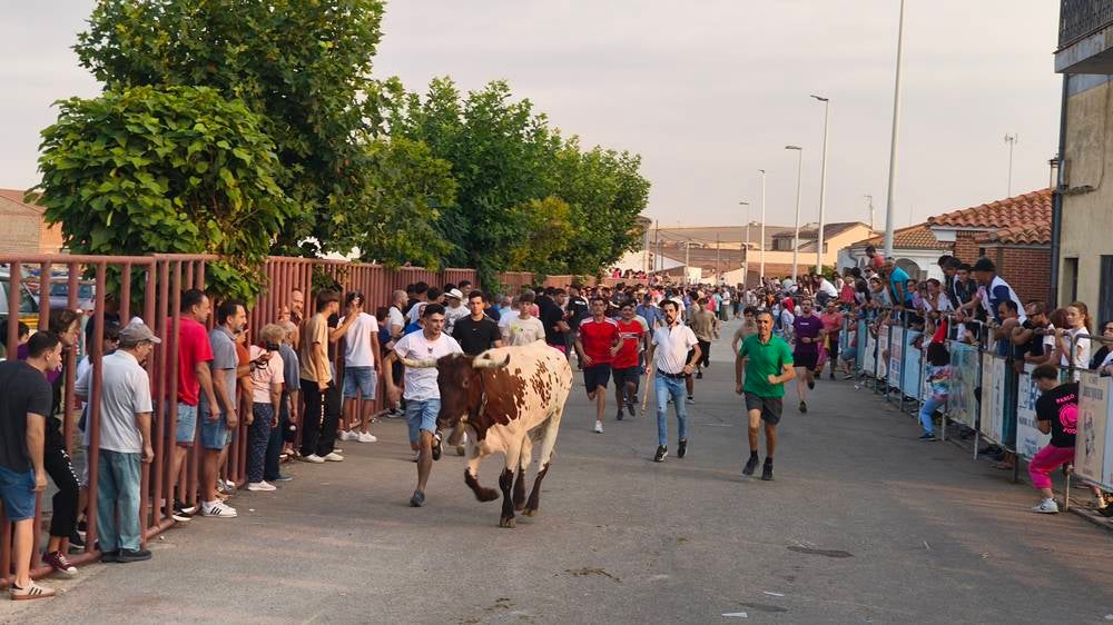 Multitudinario segundo encierro en Macotera