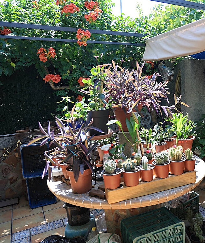 Imagen secundaria 2 - Cuando un pequeño jardín se convierte en un proyecto personal: «Me mantiene ilusionado con la vida»