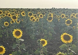 Parcela de girasol en Salamanca, muy desigual en crecimiento.