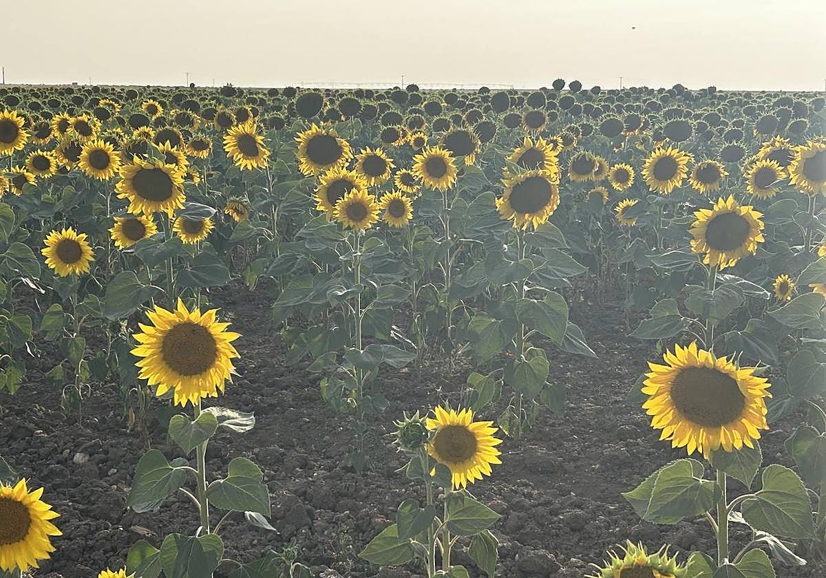 Parcela de girasol en Salamanca, muy desigual en crecimiento.