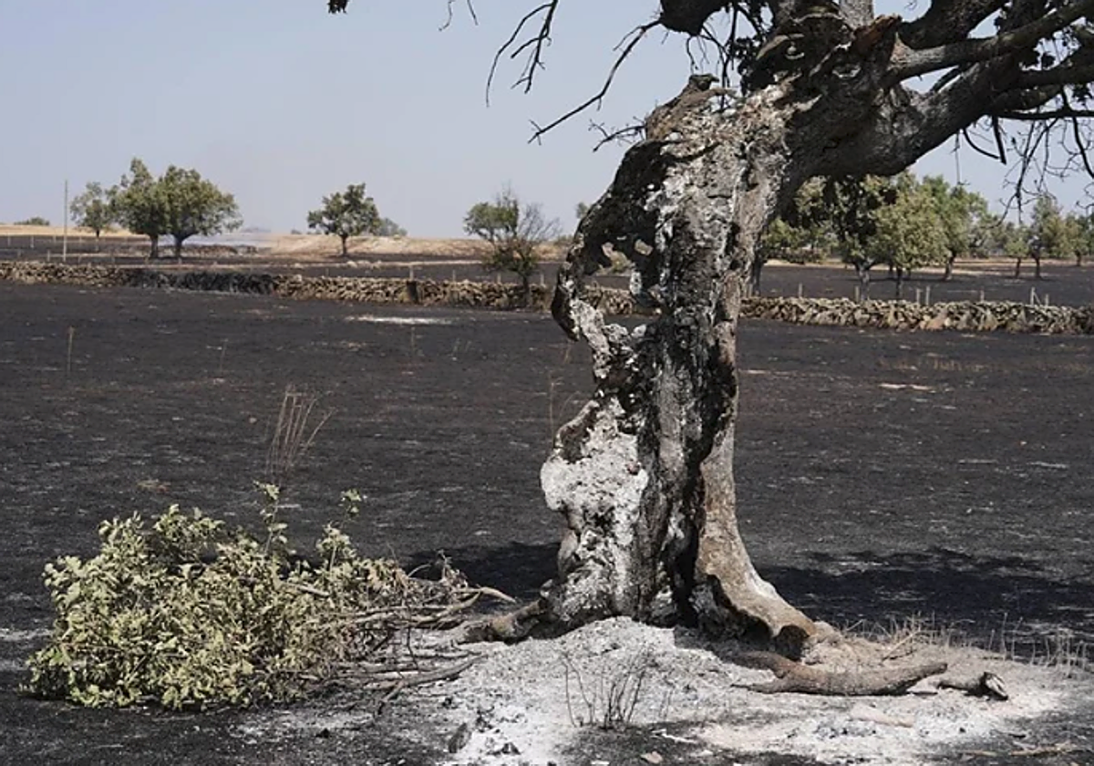 Qué ha ocurrido en Salamanca este domingo 17 de agosto de 2025
