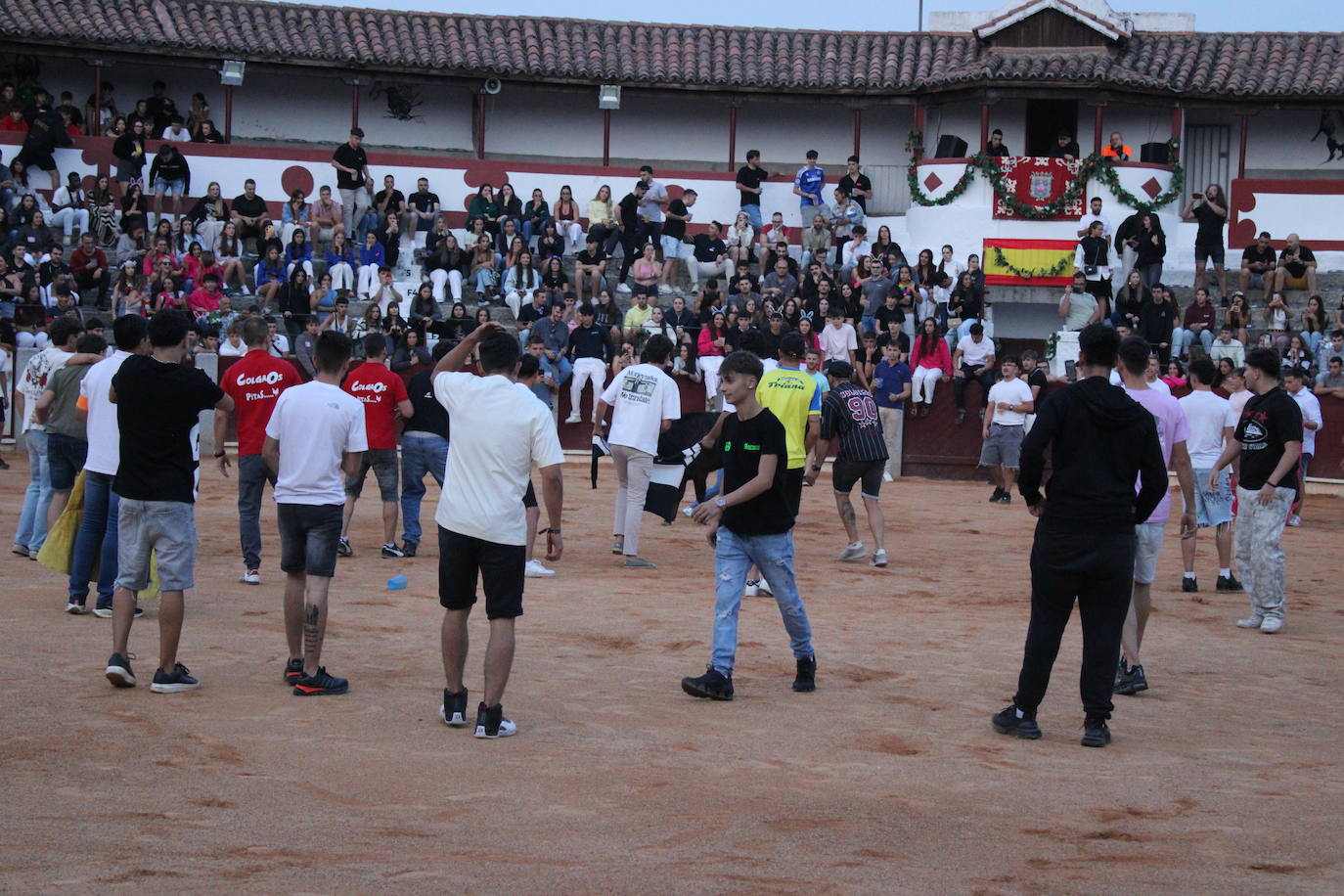 Guijuelo vive con intensidad la vaquilla del aguardiente
