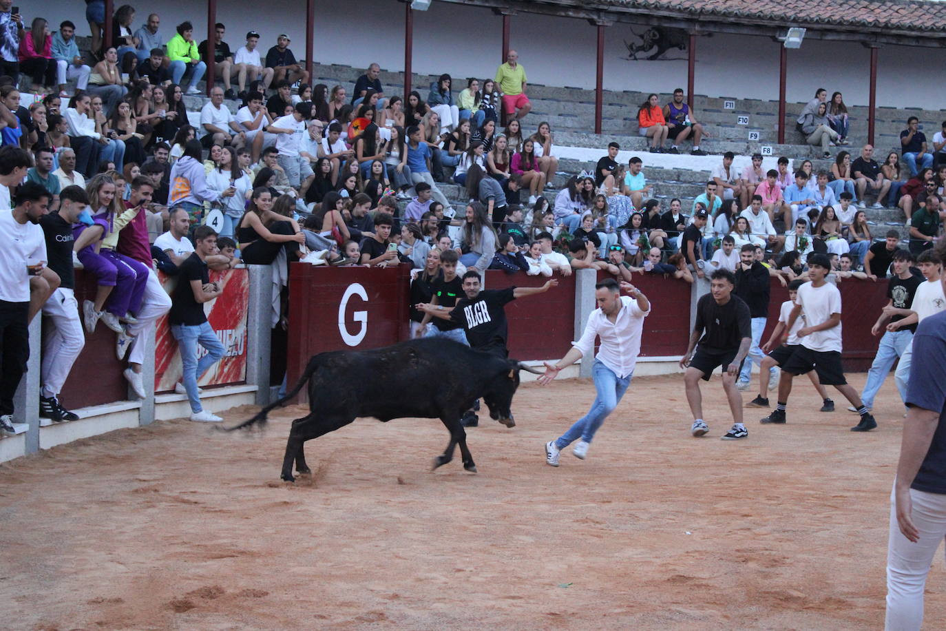 Guijuelo vive con intensidad la vaquilla del aguardiente