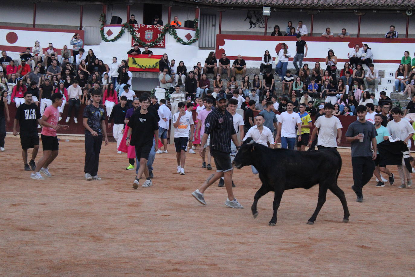 Guijuelo vive con intensidad la vaquilla del aguardiente
