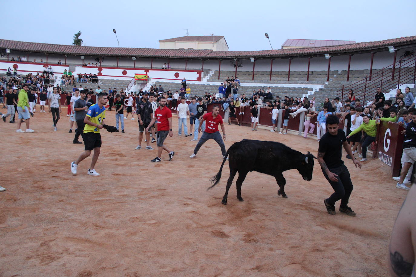 Guijuelo vive con intensidad la vaquilla del aguardiente