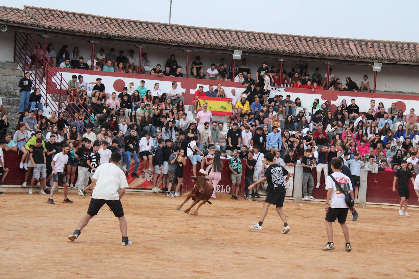Guijuelo vive con intensidad la vaquilla del aguardiente