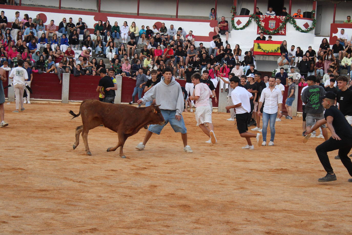 Guijuelo vive con intensidad la vaquilla del aguardiente