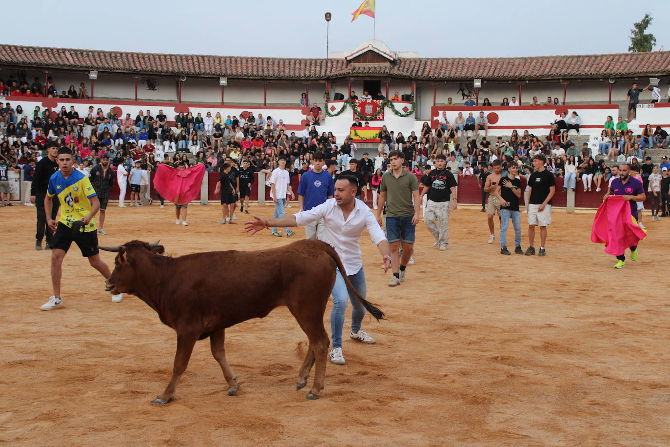 Guijuelo vive con intensidad la vaquilla del aguardiente