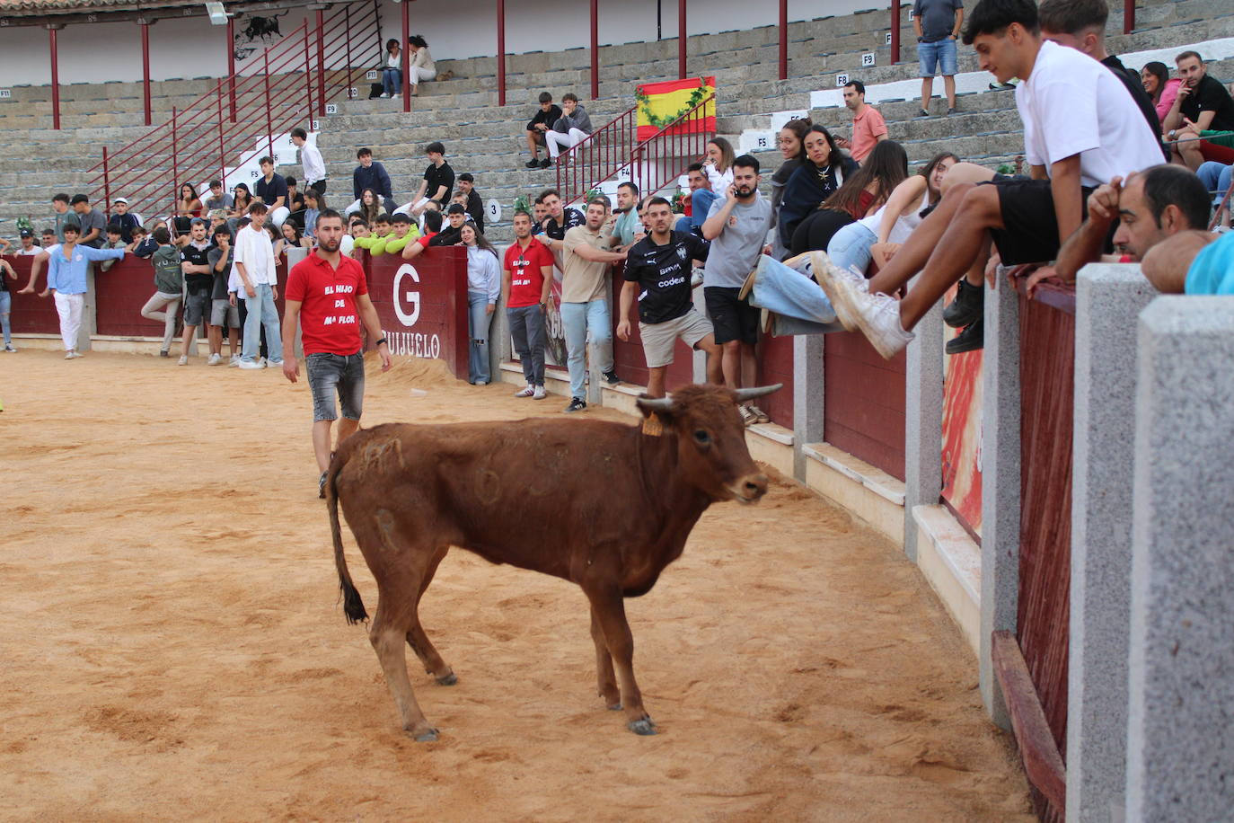 Guijuelo vive con intensidad la vaquilla del aguardiente