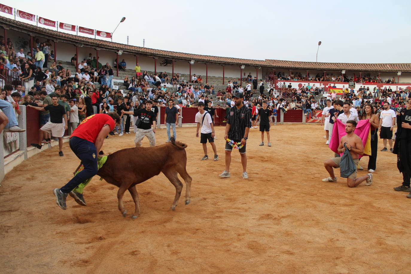 Guijuelo vive con intensidad la vaquilla del aguardiente