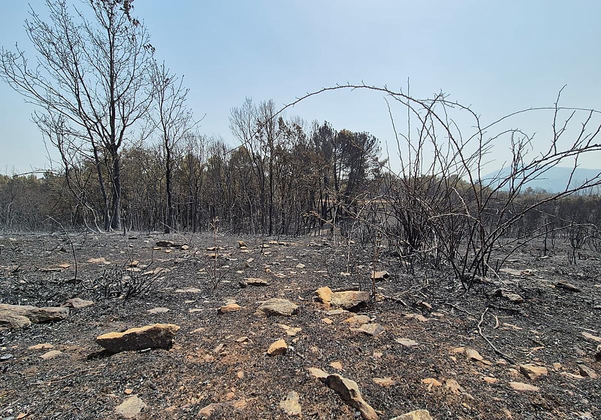 Imagen de una explotación ganadera de Cipérez.