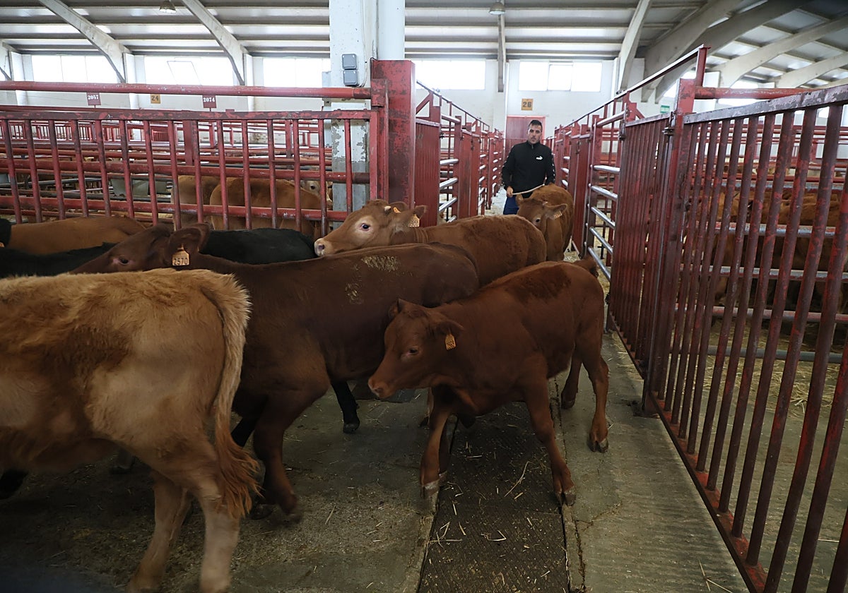 Imagen del mercado de ganados de este lunes.