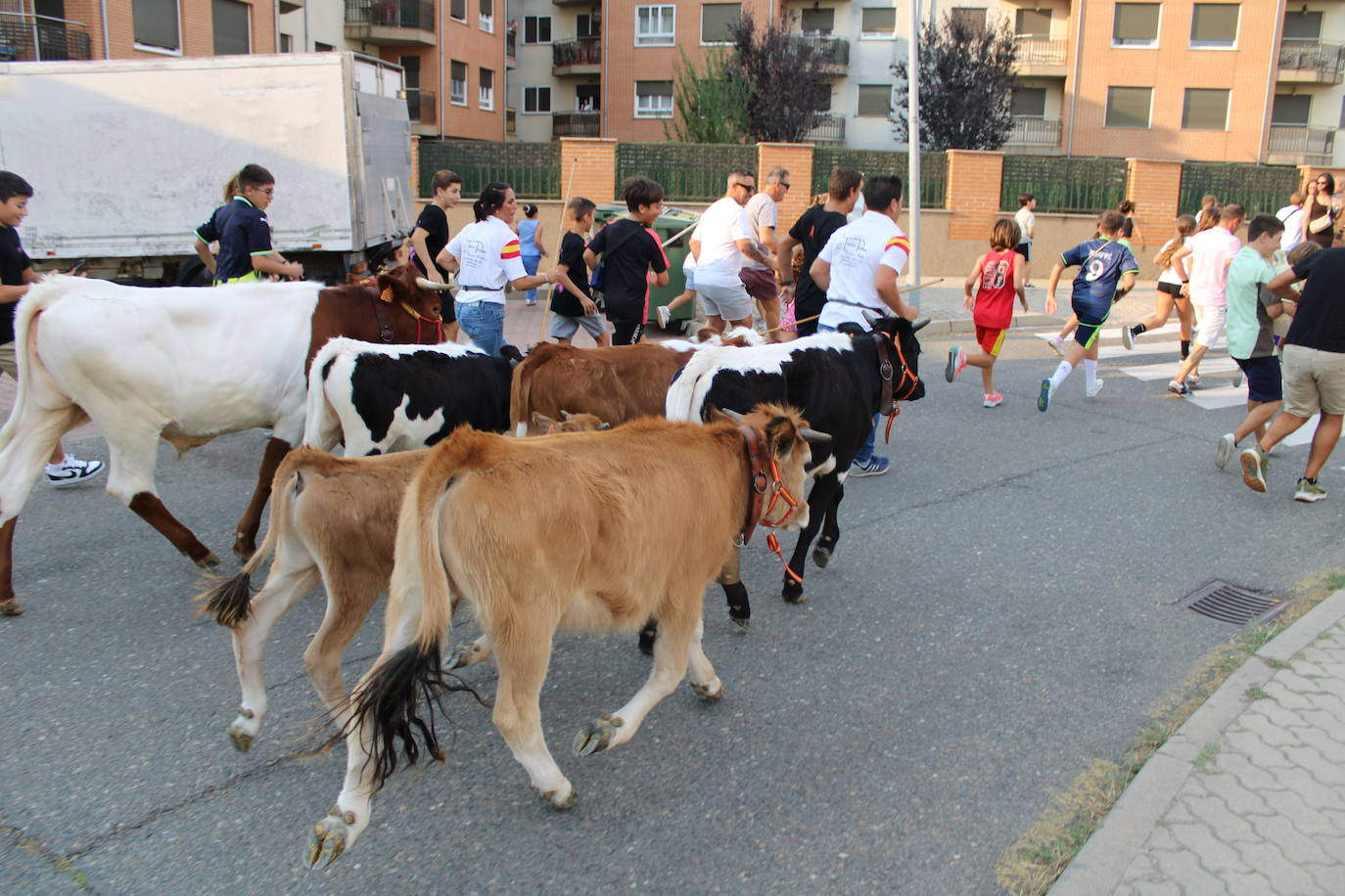 Guijuelo vive con intensidad la vaquilla del aguardiente