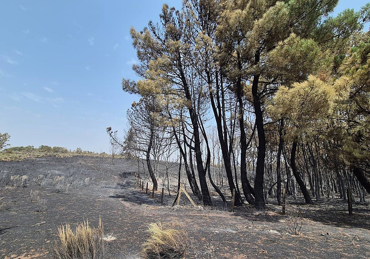 Árboles afectados por el fuego de El Payo.