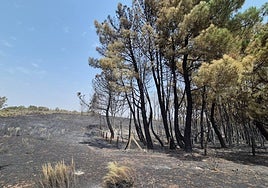 Árboles afectados por el fuego de El Payo.