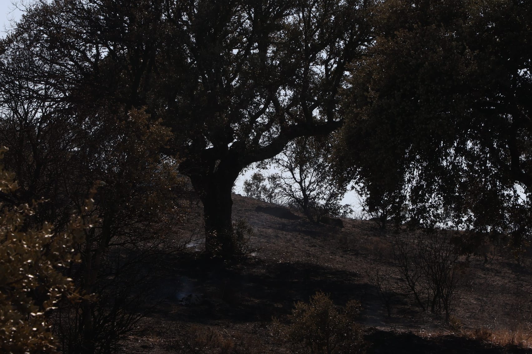 Así ha quedado el pinar tras el fuego