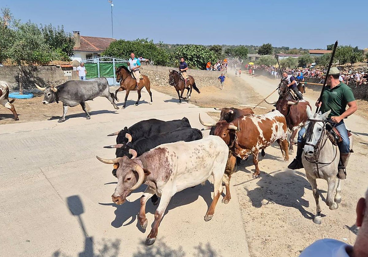 Brillante encierro a caballo en Lumbrales